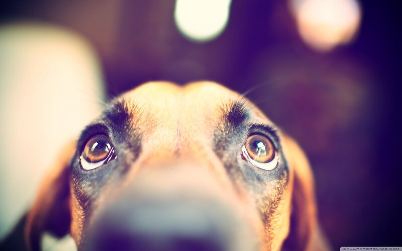Dog Looking Up