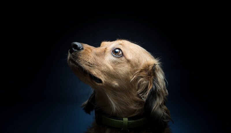 Dog Looking Upward