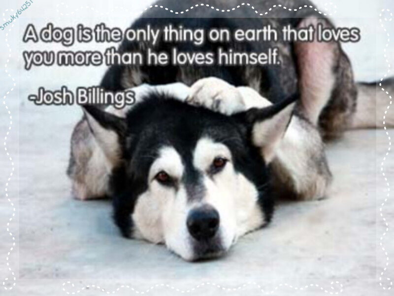 dog loves owner quote