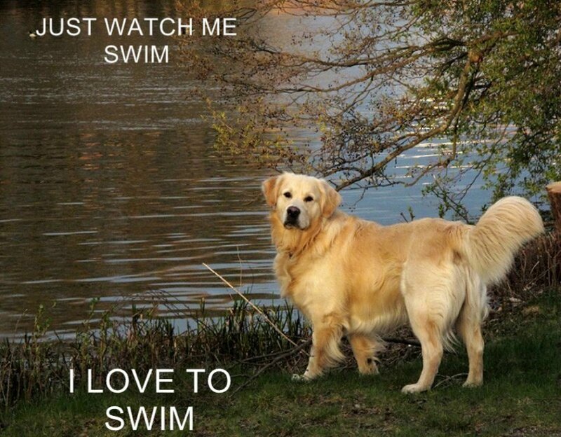 dog loves to swim