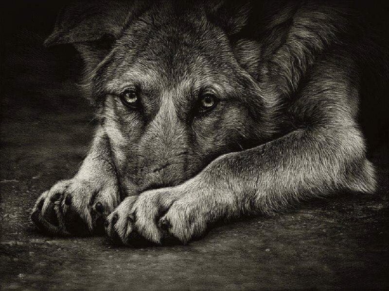 Dog Lying Down — Black, Somber