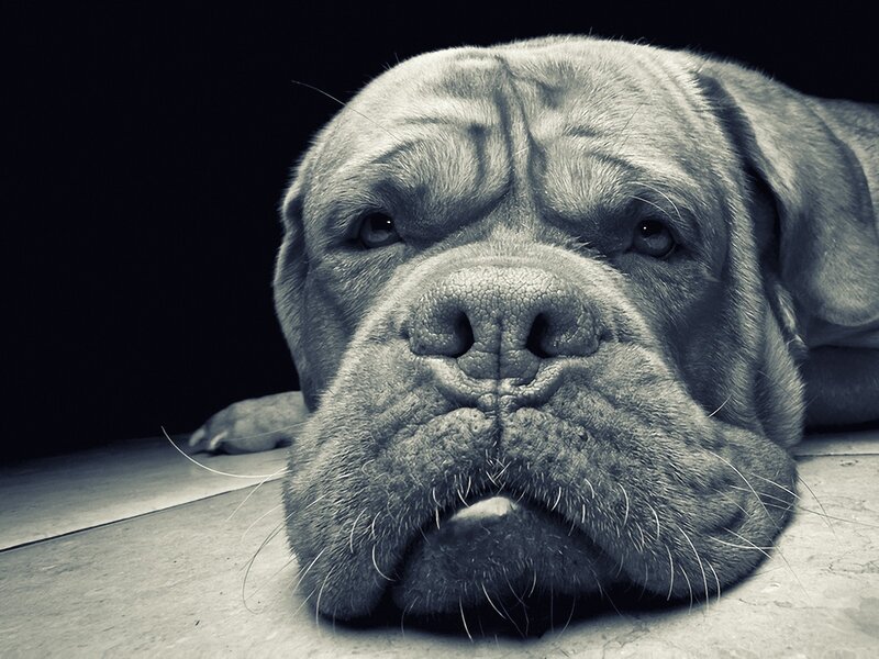 Dog Lying Down — Gray