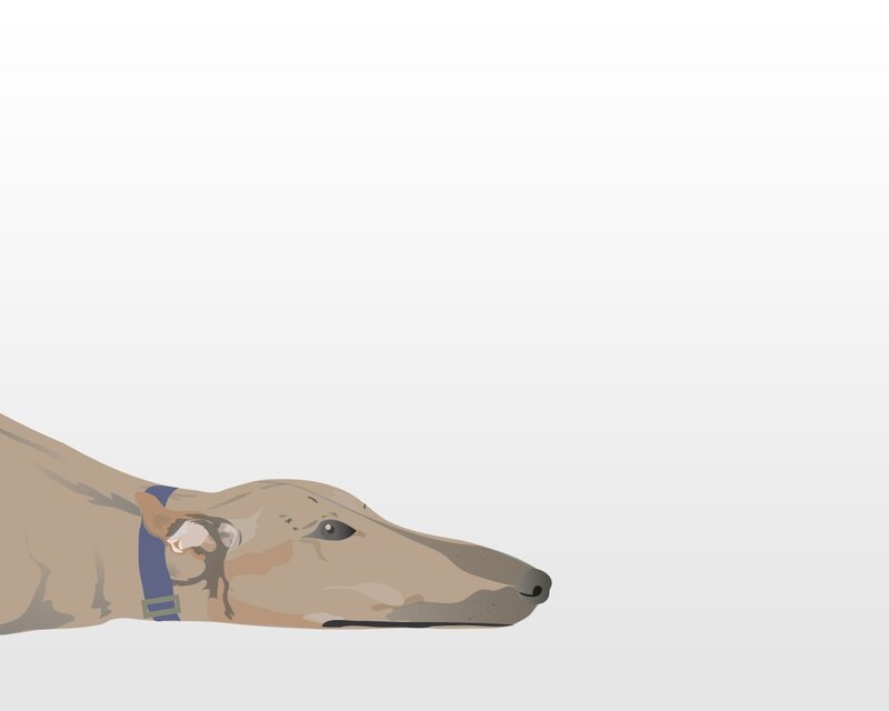 dog lying down