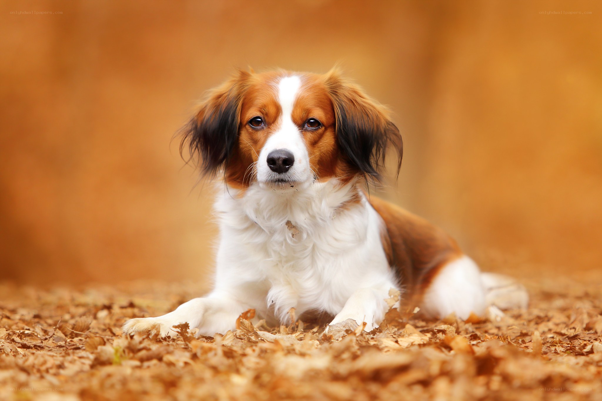 dog lying in autumn leaves