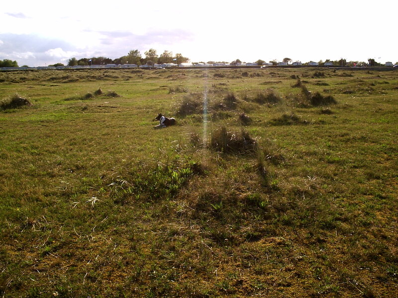 Dog Lying in Field