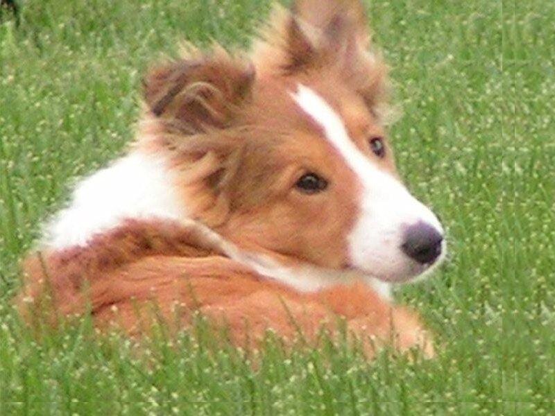 dog lying in grass