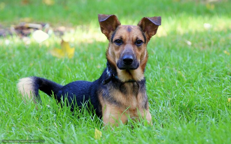 Dog Lying in Grass — Green, Calm, Afternoon