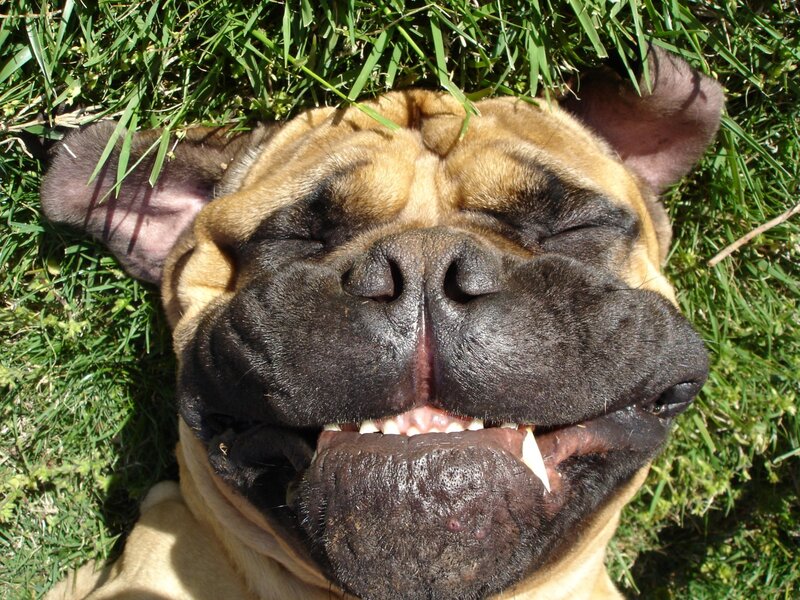 Dog Lying in Grass — Green, Relaxed