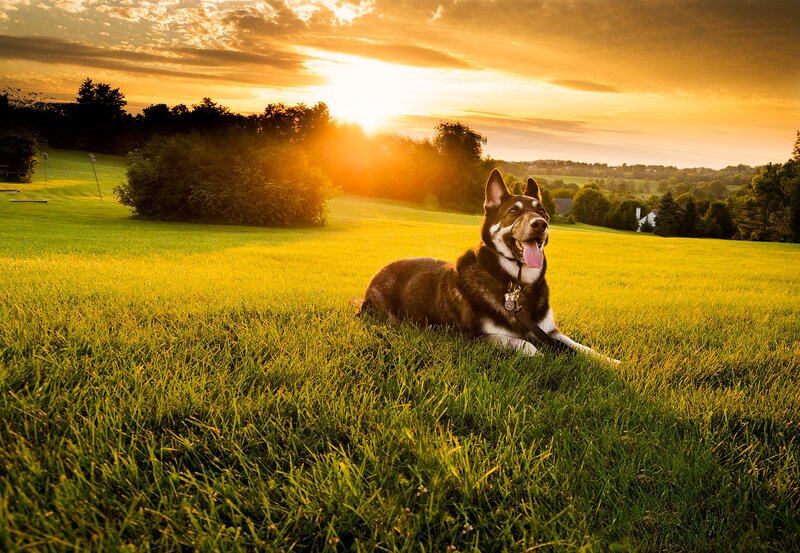 Dog Lying in Grass — Green, Serene