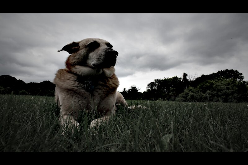 Dog Lying in Grass — Green
