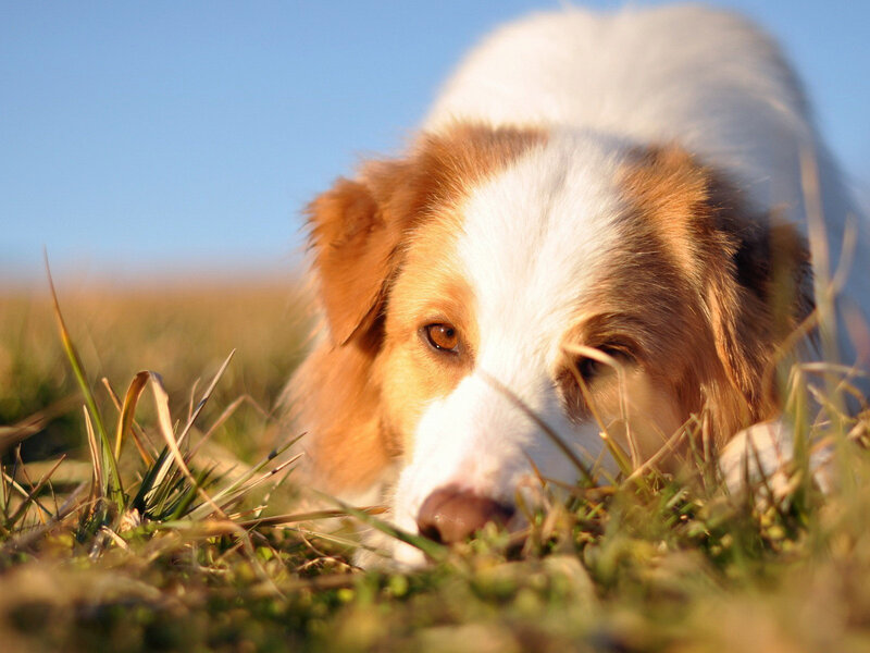Dog Lying in Grass — White