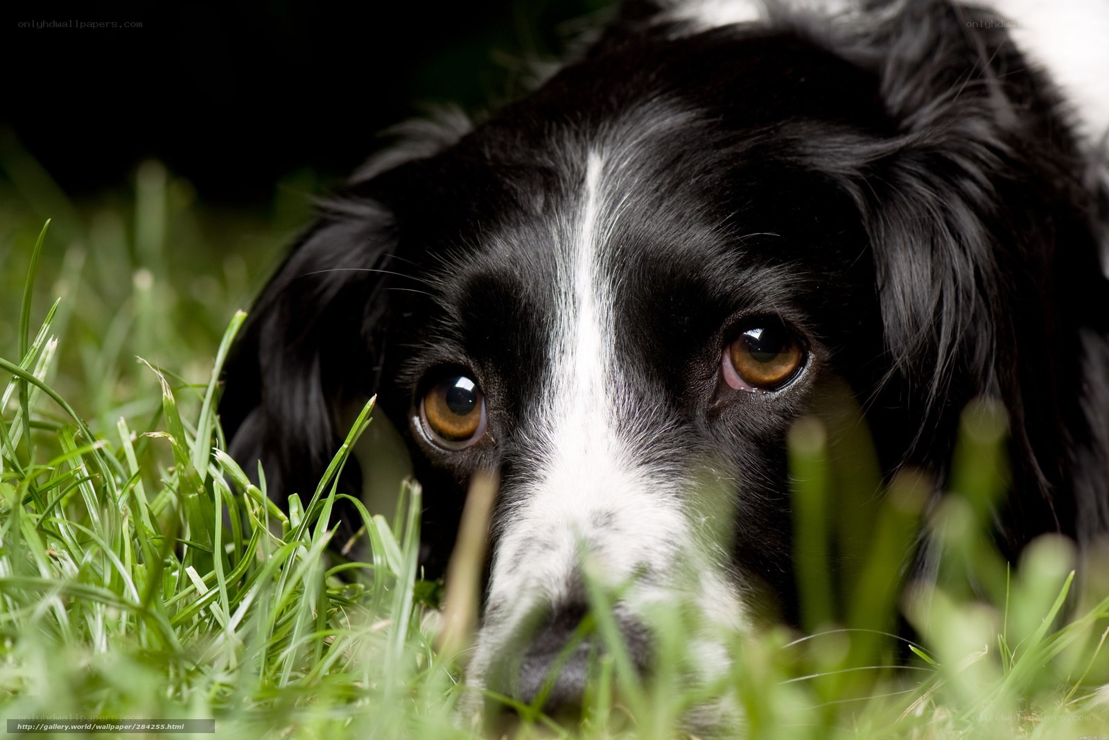dog lying in grass