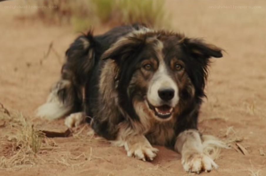 dog lying in the sand