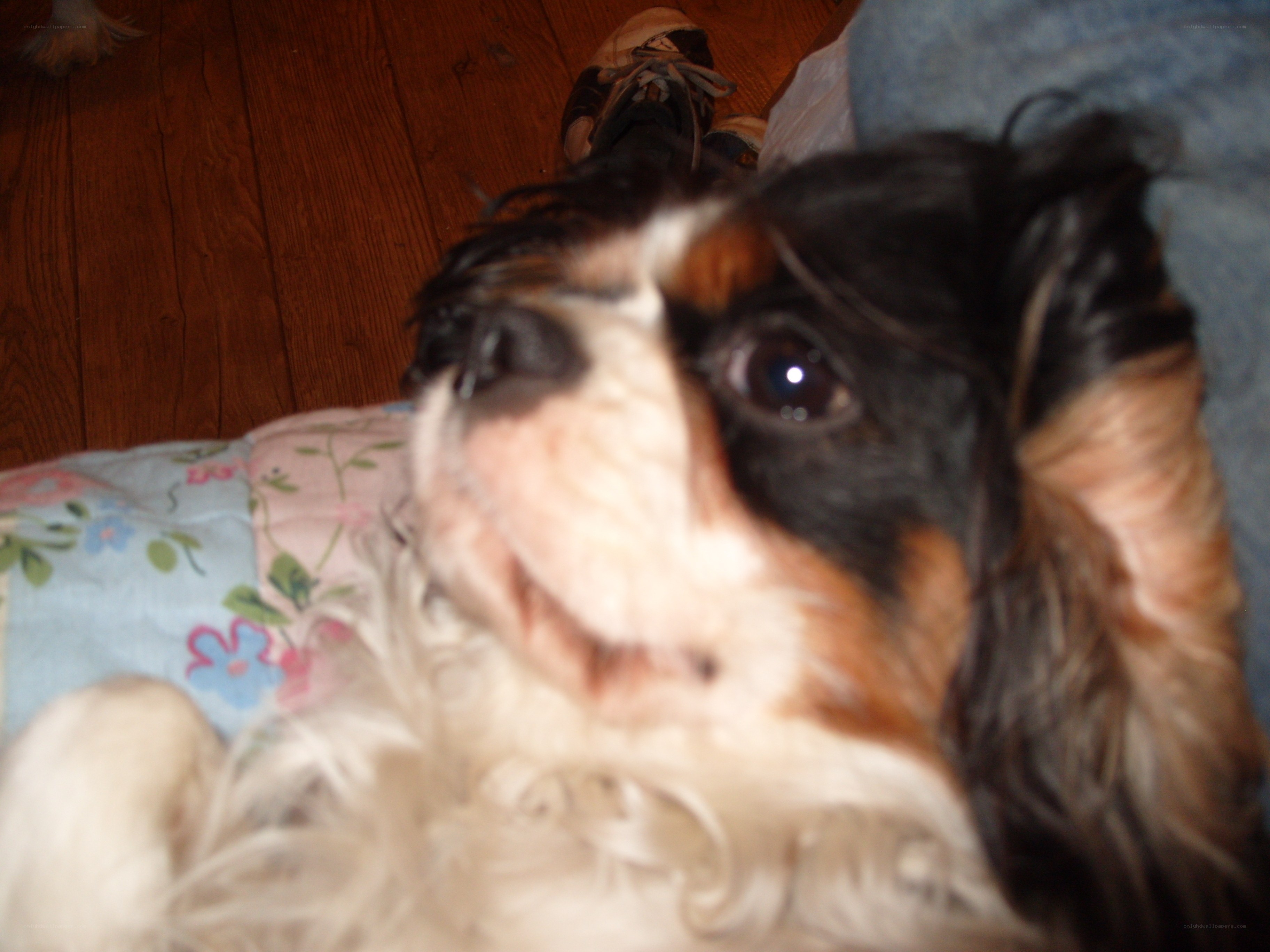 dog lying on a bed