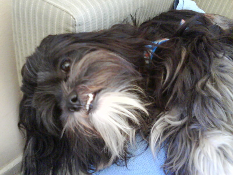dog lying on a couch
