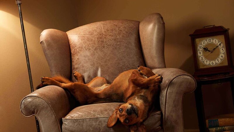 Dog Lying on Armchair