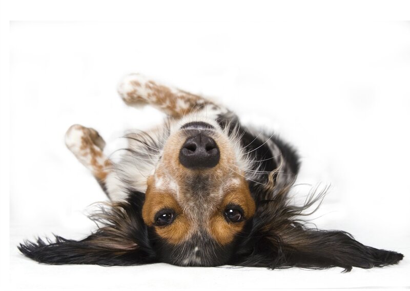 Dog Lying on Back — Black
