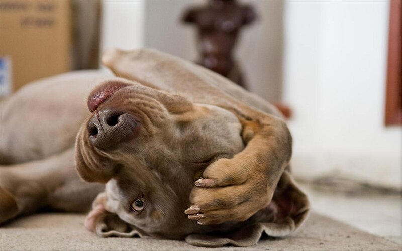 Dog Lying on Back — Brown, Calm, Photograph