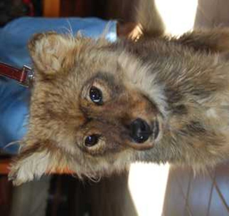 Dog Lying on Back — Brown, Calm