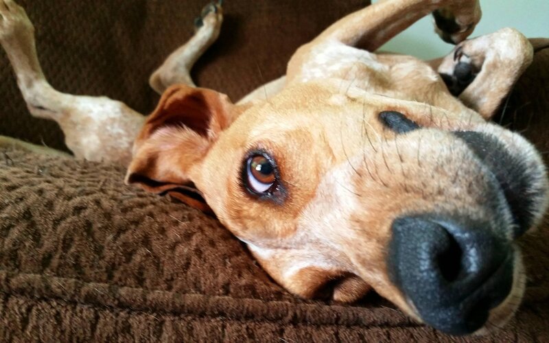 Dog Lying on Back — Brown, Relaxed