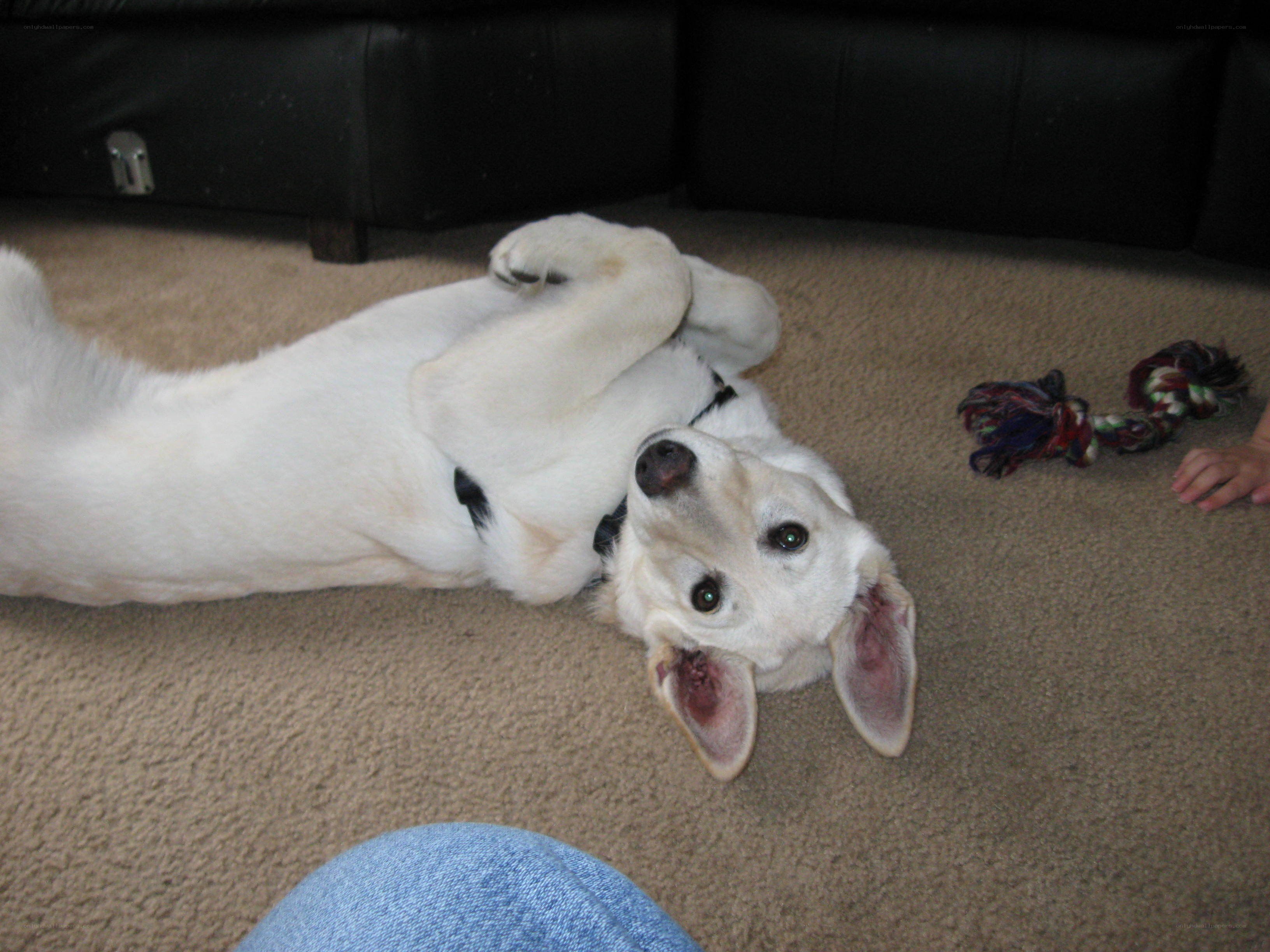 dog lying on back on carpet