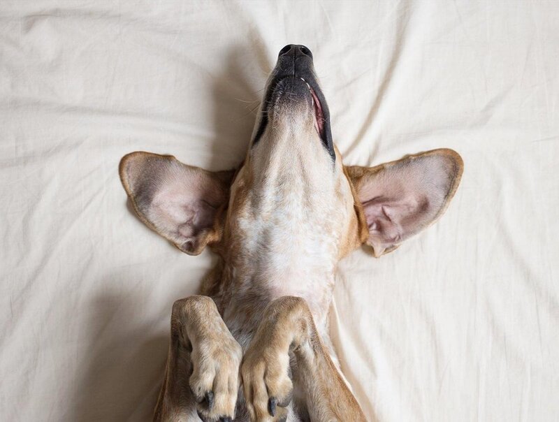 Dog Lying on Back — White