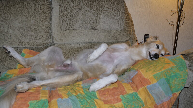 Dog Lying on Back — Yellow