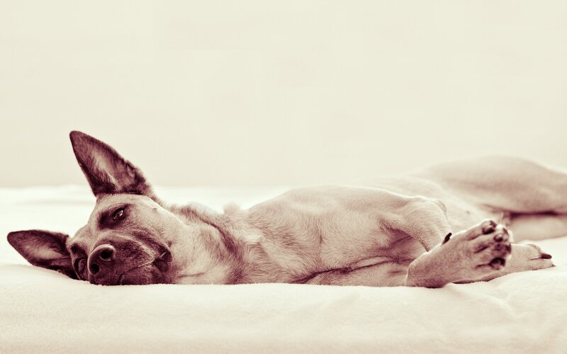 Dog Lying on Bed — Beige