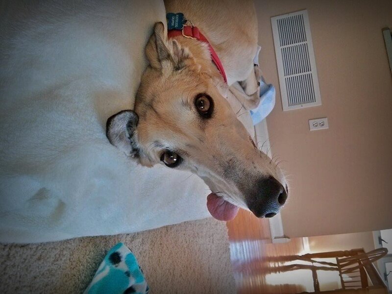 Dog Lying on Blanket