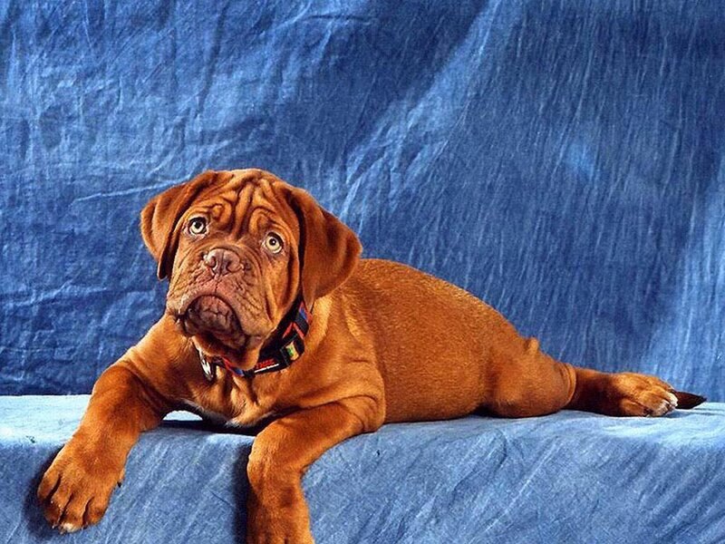 Dog Lying on Blue Surface