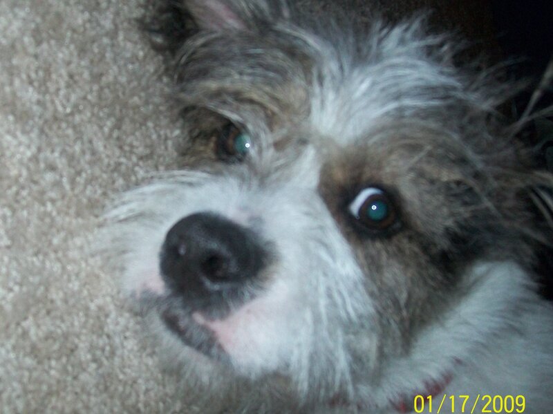 dog lying on carpet