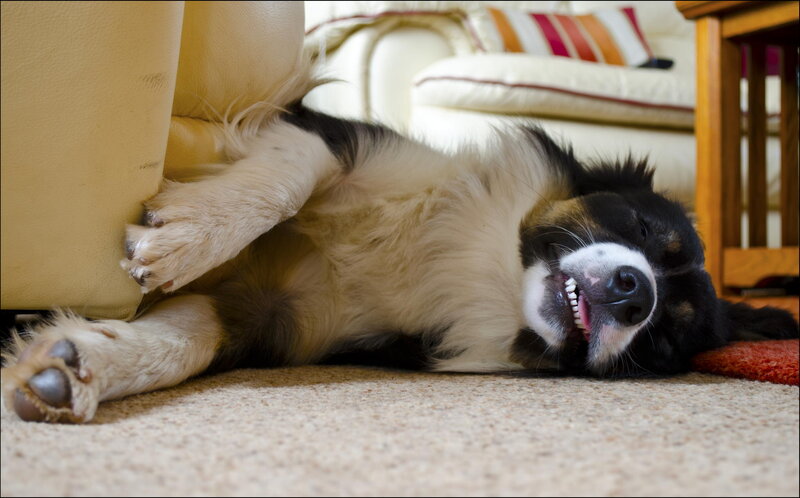 Dog Lying on Carpet — Beige
