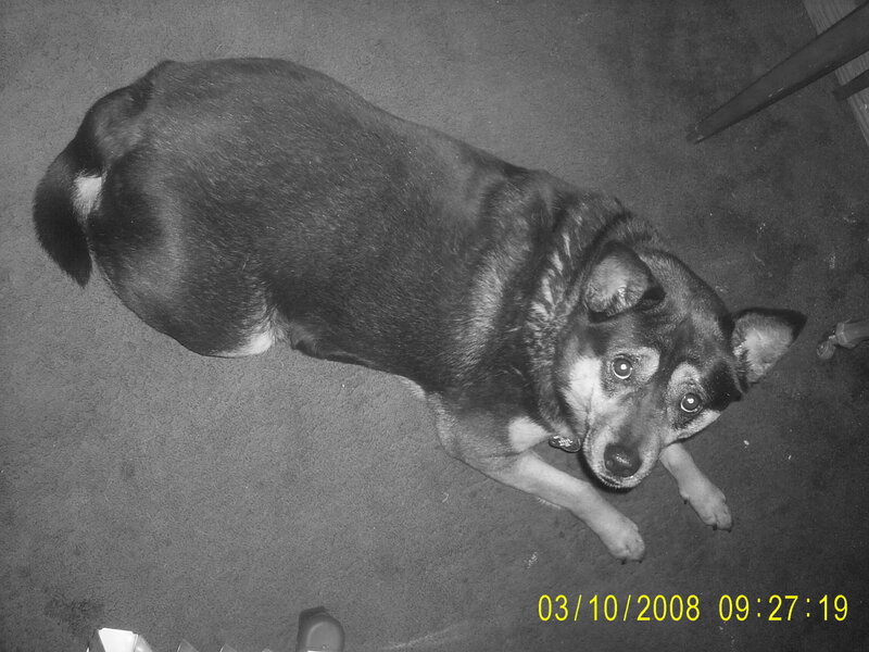 Dog Lying on Carpet — Black