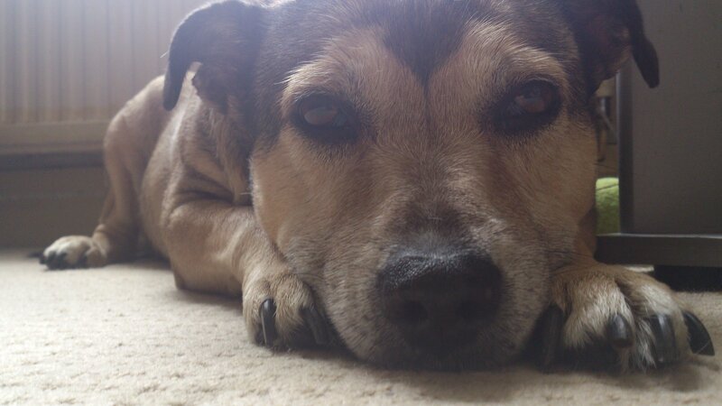 Dog Lying on Carpet — Brown