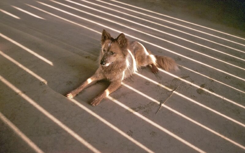 Dog Lying on Concrete — Brown