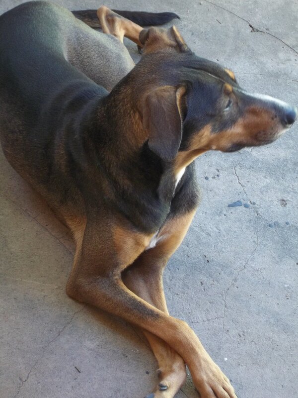 dog lying on concrete