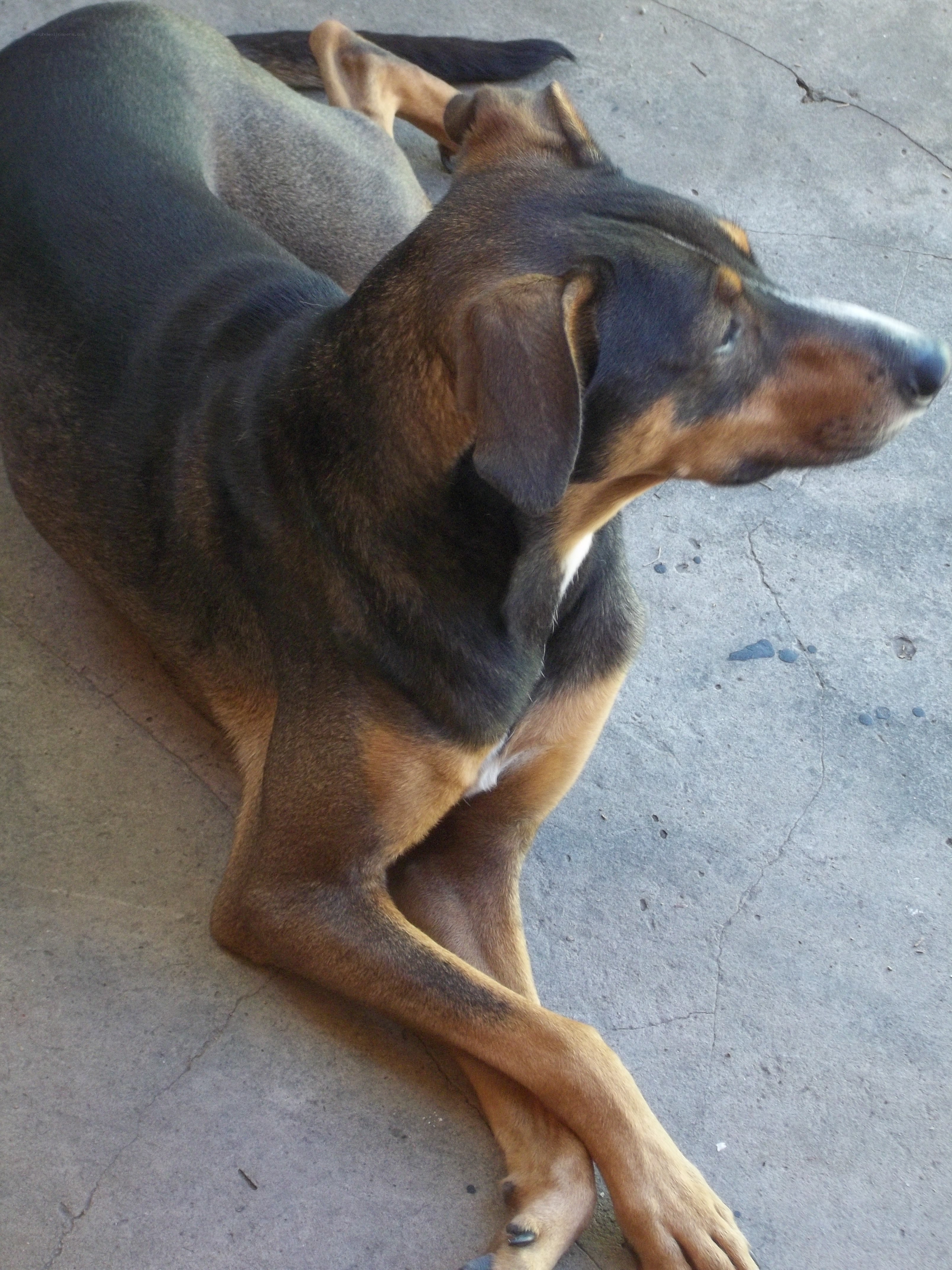 dog lying on concrete