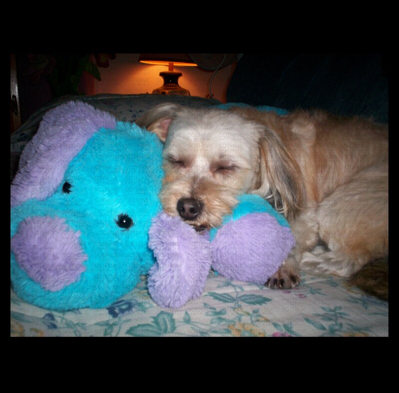 Dog Lying on Couch — Blue
