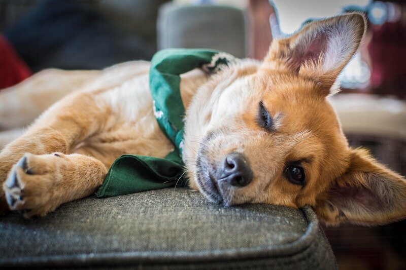 Dog Lying on Couch — Brown