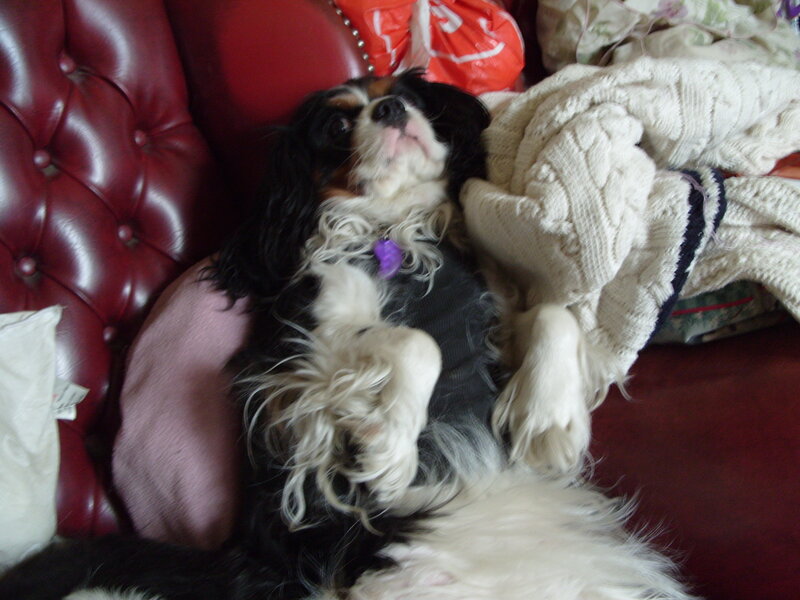 Dog Lying on Couch — Red
