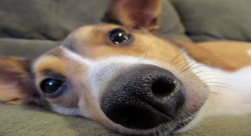 Dog Lying on Couch