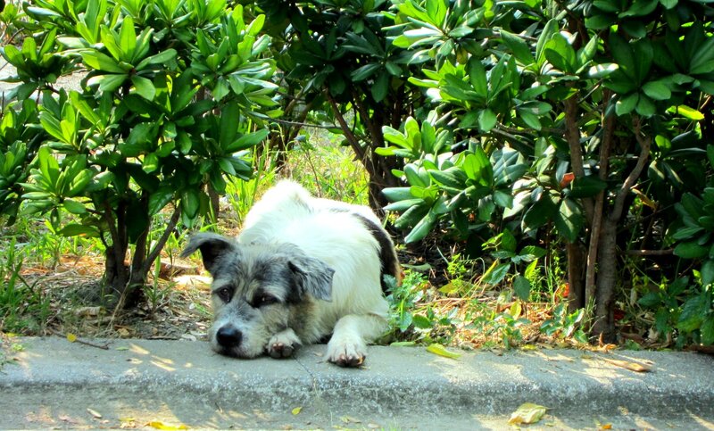 Dog Lying on Curb
