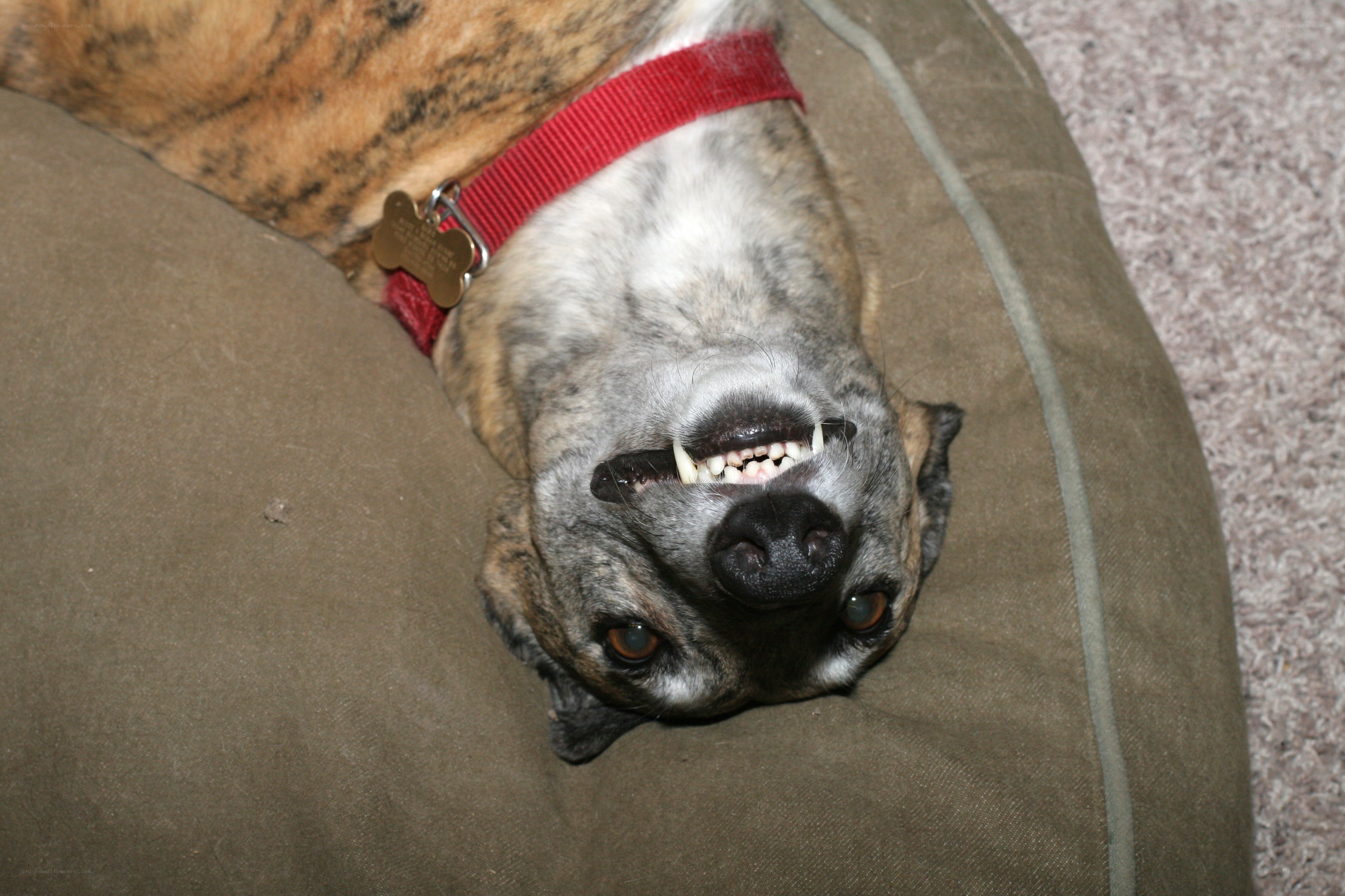 dog lying on dog bed