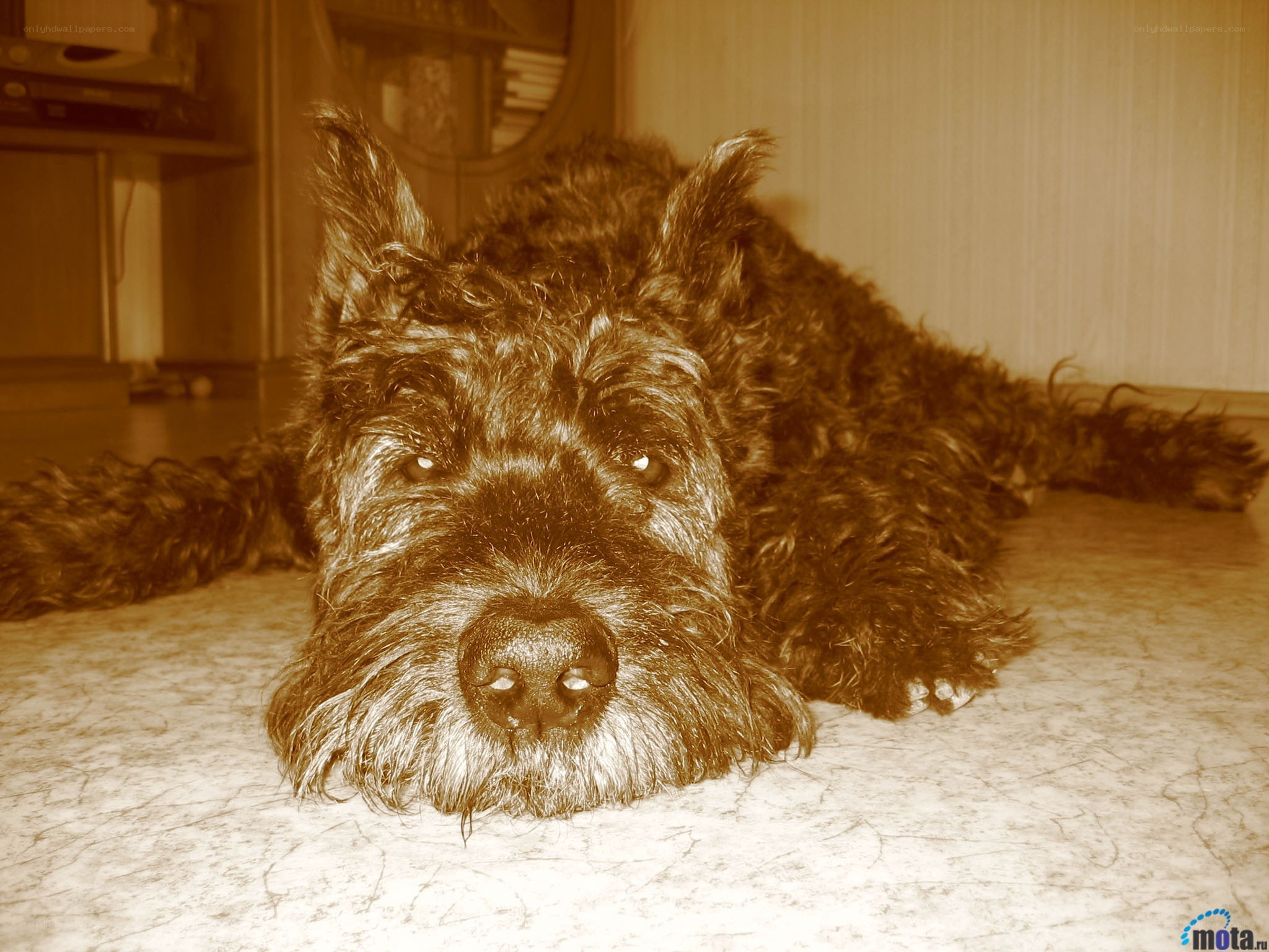 dog lying on floor