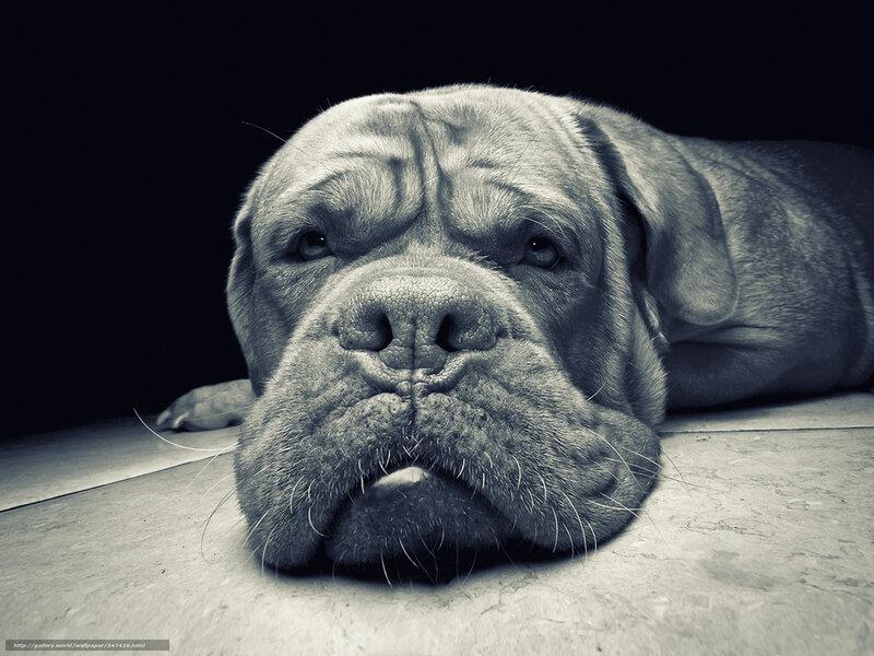 Dog Lying on Floor — Black, Dramatic