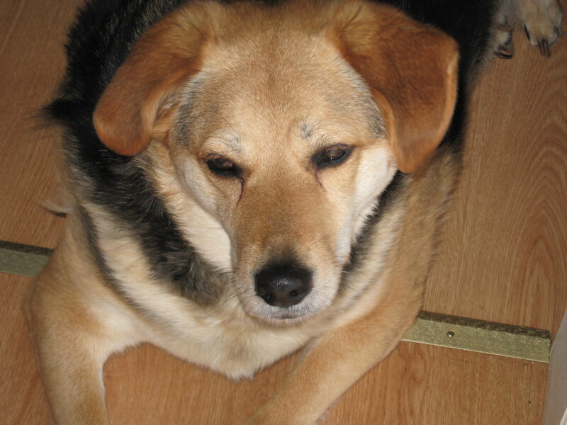 Dog Lying on Floor — Brown