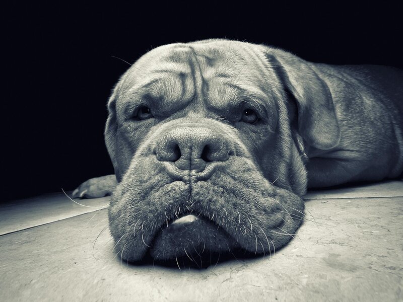Dog Lying on Floor — Gray, Dramatic