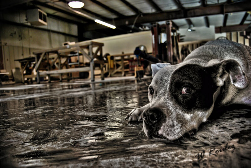 Dog Lying on Floor — Gray