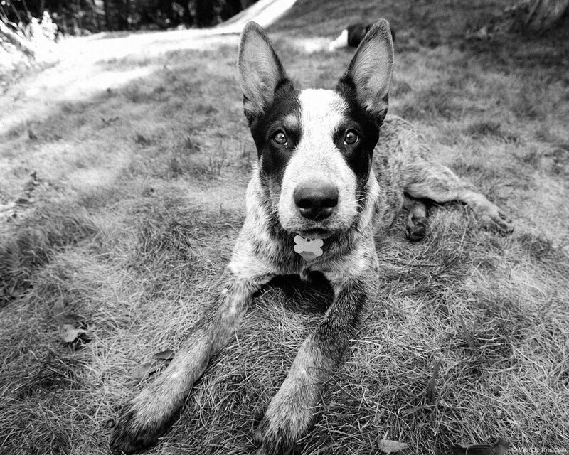 dog lying on grass