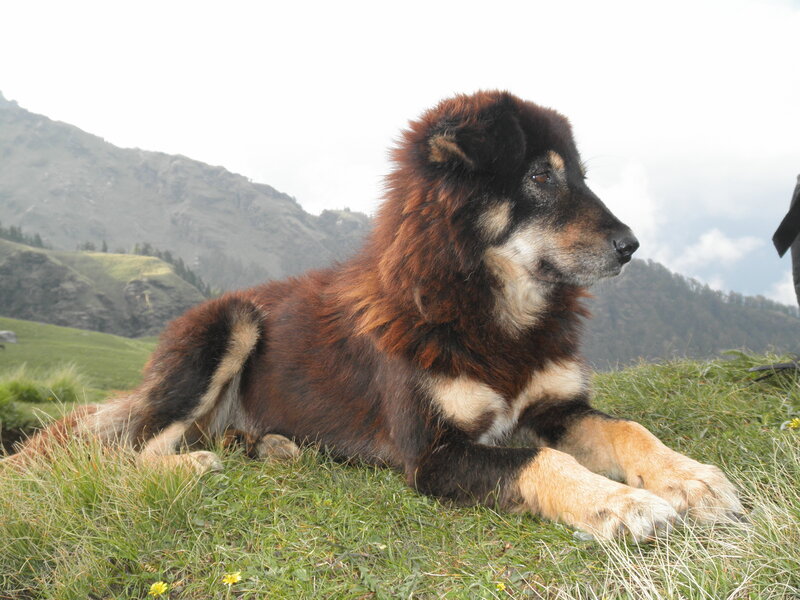 Dog Lying on Grass — Brown